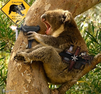 Killer Koala.jpg