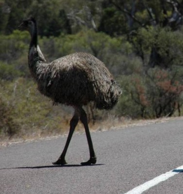 Emu across the road.jpg